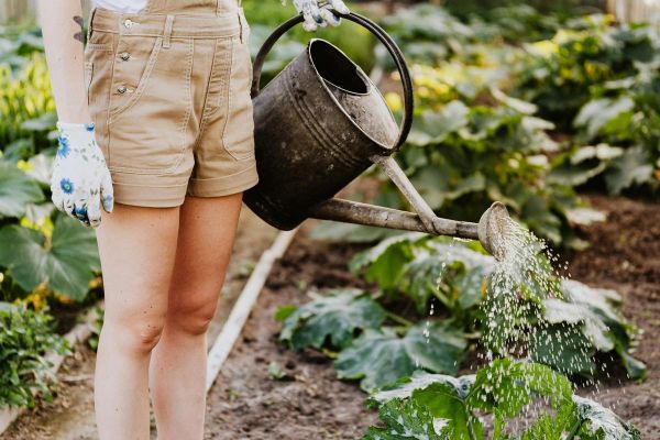 Canicule : comment protéger votre jardin et votre potager quand il fait (très) chaud ?
