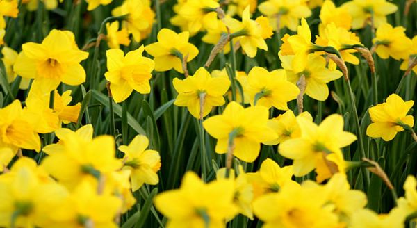 Jardinière qui fleurit toute l'année : comment bien la composer ?