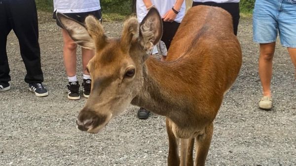 "L'animal était très proche des humains" : la Fondation 30 Millions d'amis au secours d'un cerf trop près d'un centre de vacances des Alpes