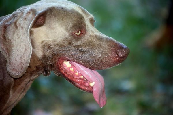 Canicule : chats, chiens... Comment protéger vos animaux de la chaleur ?