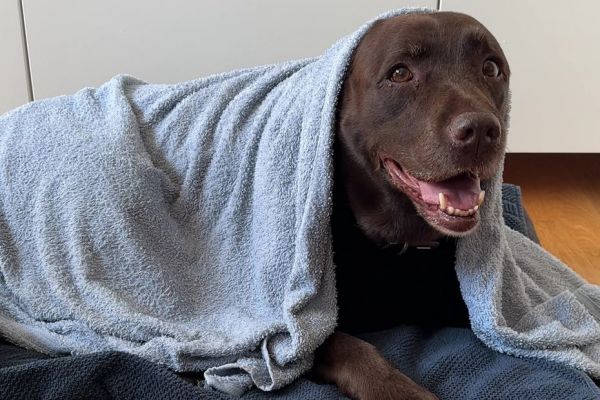 Éviter à son chien le coup de chaleur, les bons réflexes à adopter en période de canicule