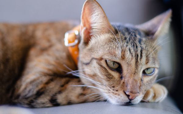 Ce collier connecté pour chats vous dit si votre boule de poils se sent stressée
