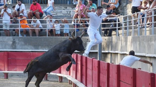 Course camarguaise : à Tarascon, Milouin et Chanat s'offrent la Tarasque (Avenir)