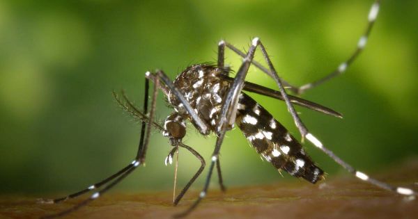 Alsace. Un premier cas autochtone de chikungunya confirmé : des opérations de démoustication à Lipsheim