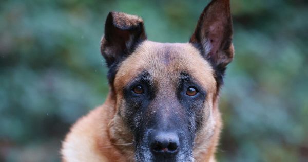 Besançon. Il frappe son chien en pleine rue : les policiers l'interpellent, la justice confisque l'animal
