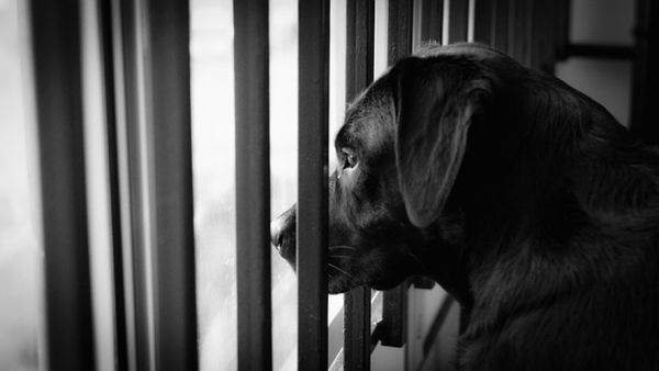 Canicule : il est resté plusieurs heures sur le balcon sans nourriture ni eau... Les propriétaires d'un chien accusés de maltraitance animale