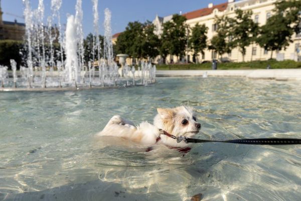 Canicule et coup de chaleur du chien : ces signes qui doivent vous alerter