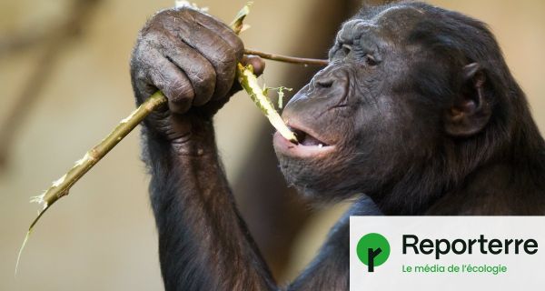 Les bonobos sont plus optimistes quand ils entendent rire leurs congénères
