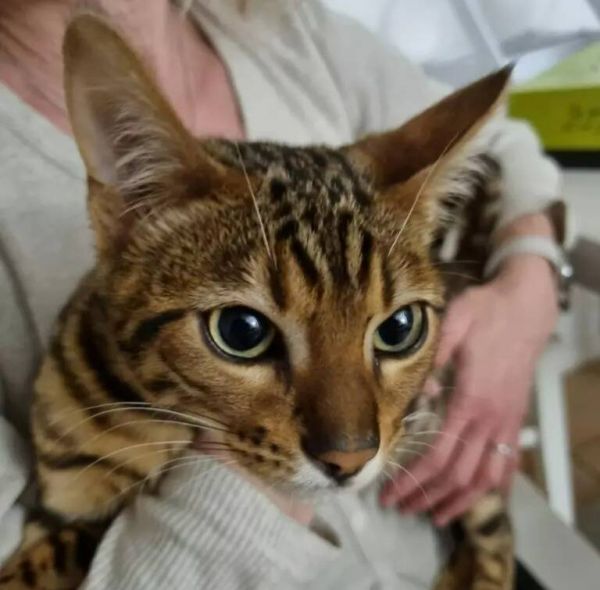 Stérilisation des chats errants, nouvelle tarification à la cantine, subventions... Ce qu'il faut retenir du dernier conseil municipal de Taradeau