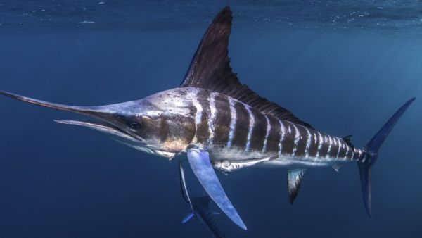 Le pêcheur devient la proie : un homme de 31 ans finit le crâne transpercé par le poisson qu'il venait d'attraper