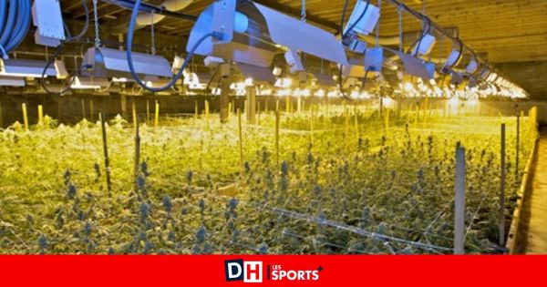 Un huissier découvre 5 000 pots vides dans une maison à Liège : la police est prévenue et découvre les restes d'une plantation de cannabis