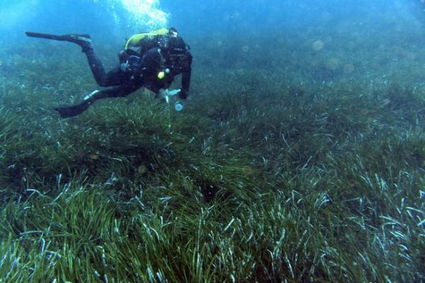 Avec un pic à 26,01 °C, la mer Méditerranée a enregistré un record pour un mois de juin