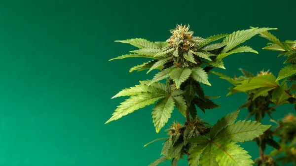 Police de Trèves: Vaste opération contre un réseau de culture et de trafic de cannabis dans trois Länder allemands