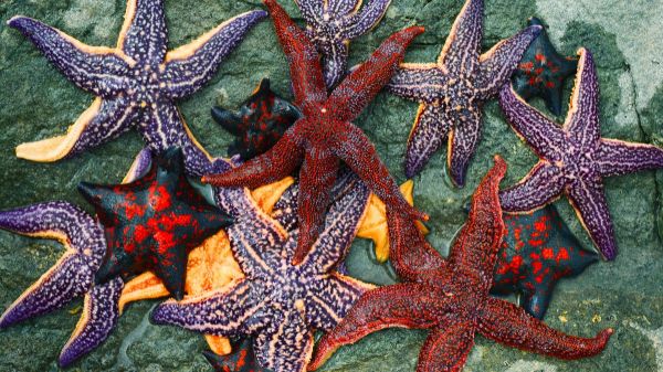 Un fossile vieux de 500 millions d'années résout le mystère des étoiles de mer