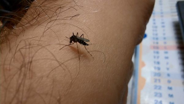 Chikungunya : un premier cas de transmission de la maladie en Alsace
