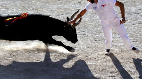 Course camarguaise : un manque de rythme s'est fait ressentir, dimanche 29 juin à Pérols (Avenir)