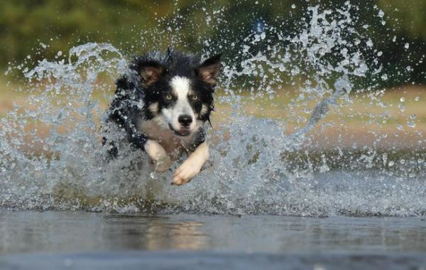 Canicule : mais comment prendre soin de nos amis à quatre pattes ?