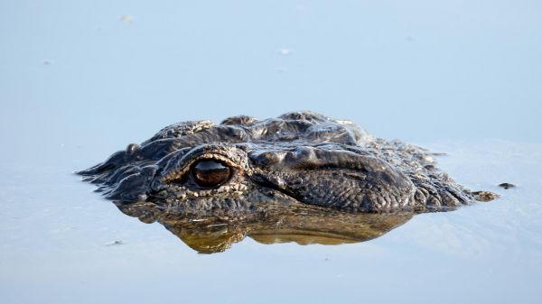 Trump visite l'« Alcatraz des alligators », un nouveau centre de rétention pour migrants où rien ne va