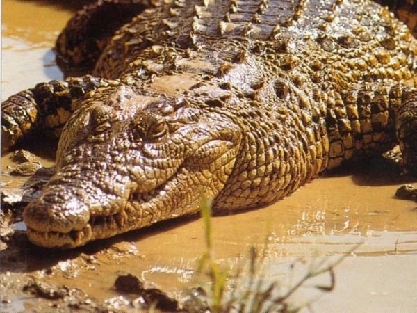 Bienvenue à l'Alcatraz des alligators : quand la politique migratoire vire au jeu de mort dans les marécages de Floride