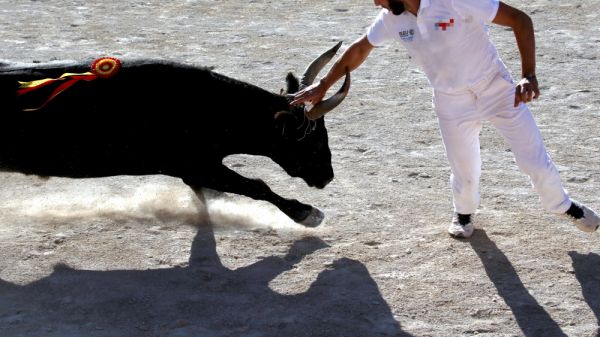 Course camarguaise : un chaudron chaud, mais pas de flamme  ce dimanche 29 juin à Montfrin (Avenir)