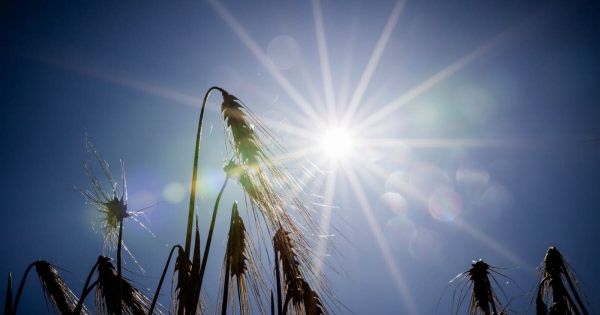 Agriculture. « La saison part mal » : fruits, vignes... les cultures souffrent aussi de la canicule