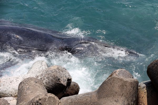 La Réunion encadre davantage l'observation des baleines pour préserver les cétacés