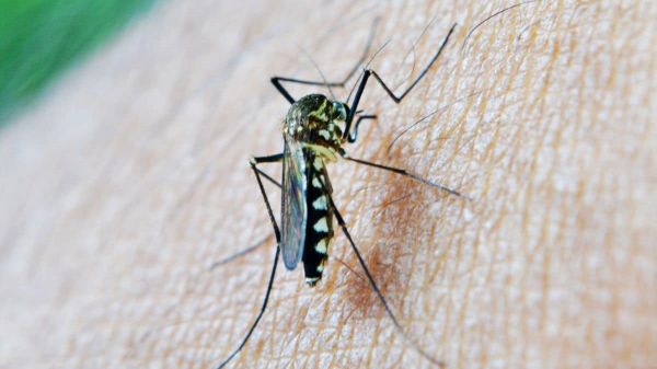 LIDL relance son gadget anti-moustiques qui chasse les insectes de manière écolo