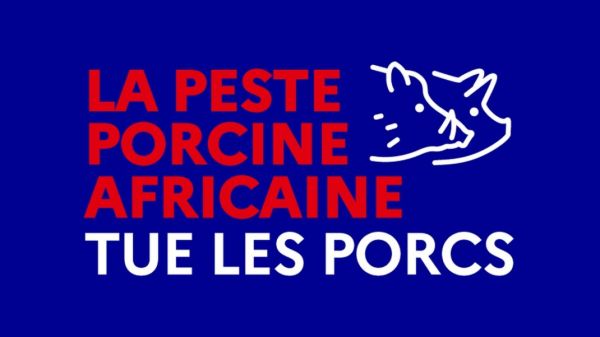 Fièvre porcine africaine : le ministère de l'Agriculture et de la Souveraineté alimentaire renouvelle sa campagne de prévention pour protéger le territoire de la maladie