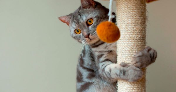Animaux. Comment enrichir l'environnement intérieur de son chat ?
