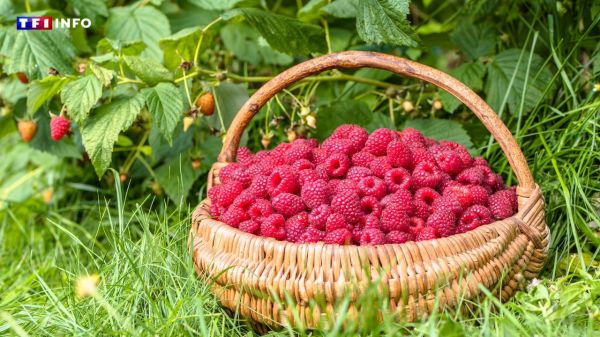 "Origine France" : un patron de Dordogne condamné pour la francisation de plus de 400 tonnes de fruits | TF1 INFO