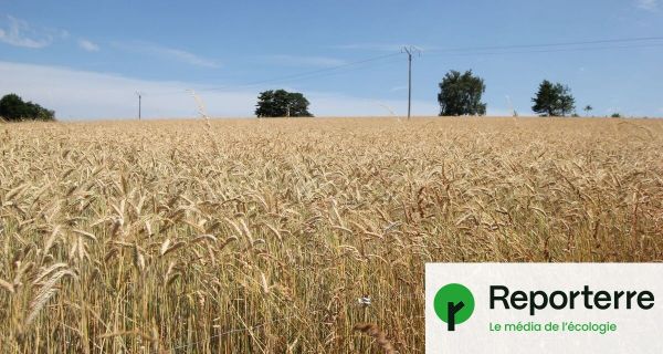 L'agriculture biologique victime d'un arbitrage budgétaire « délétère »