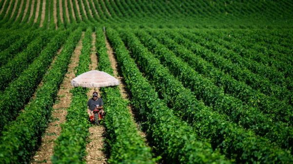 Vigilance rouge canicule : plus que 4 départements concernés à partir de mercredi 2 juillet 6h