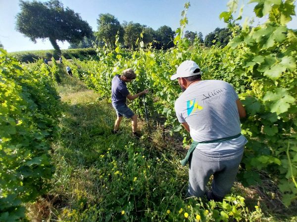 Canicule : « 42 degrés hier... c'est dur. » Dans les vignes en Gironde, les journées de travail se raccourcissent au matin