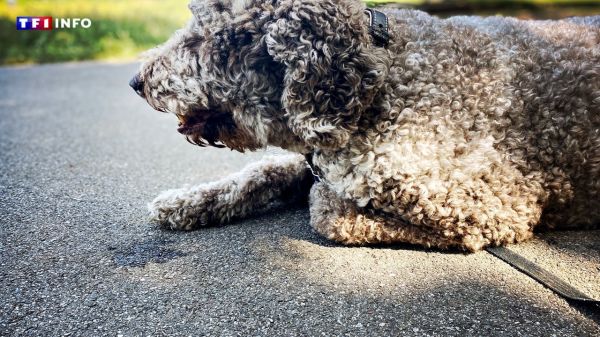 À partir de quelle température faut-il être vigilant et éviter de promener son chien ? Un vétérinaire nous répond | TF1 INFO