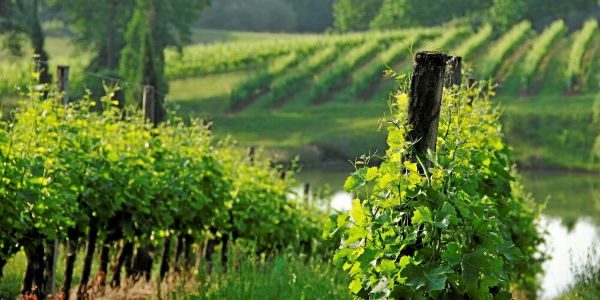 Vins blancs du Sud-Ouest : notre sélection de l'été 2025