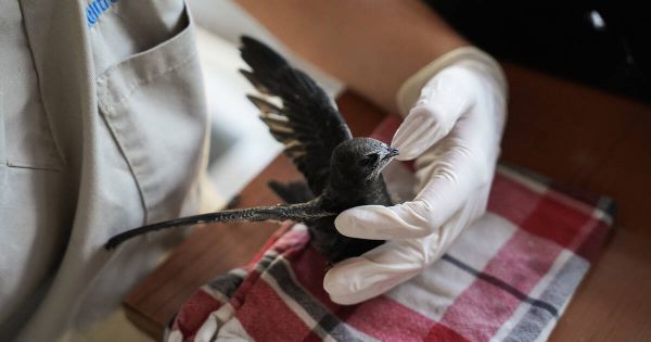 En Gironde, dans un centre de soins pour animaux sauvages : «C'est déprimant d'en voir arriver autant à cause des chaleurs»