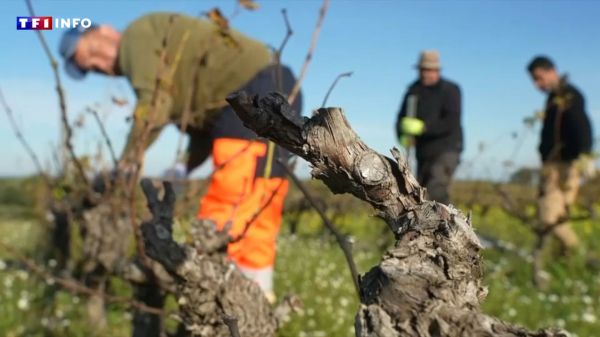 "L'UE nous abandonne" : cette subvention aux viticulteurs sud-africains qui passe très mal dans les vignes françaises | TF1 INFO