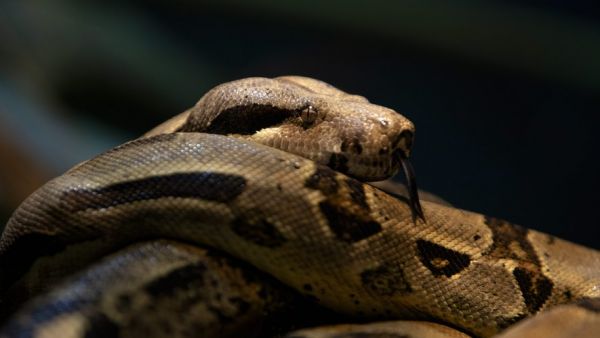 Le boa constrictor de 2,50 m porté disparu est finalement retrouvé... chez son propriétaire !