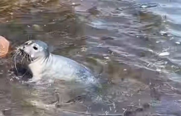 Un bébé phoque se retrouve sur les berges d'Oka