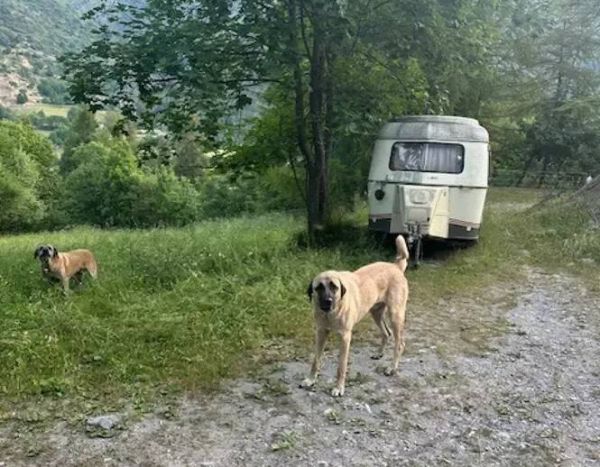 "Ils m'ont mordue comme si j'étais une menace": elle raconte sa violente agression par des chiens de troupeaux dans le Mercantour