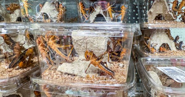 L'effet «beurk», ou l'échec des insectes comme alternative à la viande
