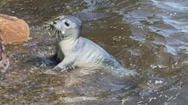 EN IMAGES | Un bébé phoque aperçu sur la plage d'Oka