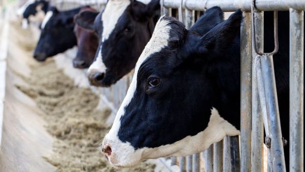 À la ferme Guyloise Saint-Gabriel-de-Rimouski, 9 vaches manquent à l'appel