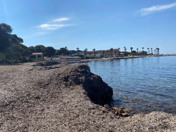 Envahie par les posidonies, cette plage de Saint-Mandrier est au cœur d'une polémique entre le maire et son opposition
