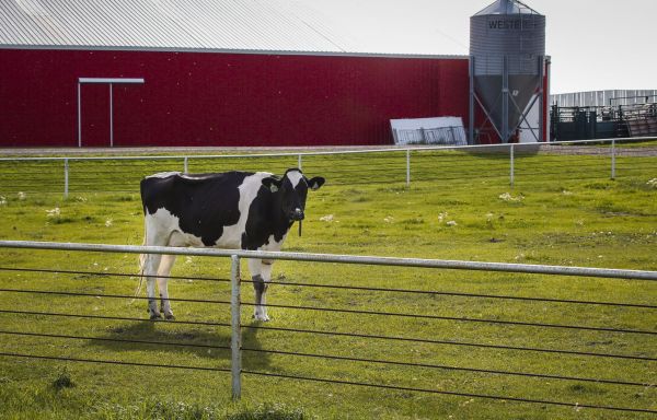 Un éleveur de vaches du Québec poursuit son troupeau en fuite avec des drones