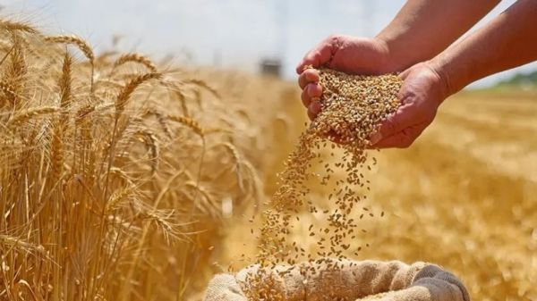 إمكانية نزول الأمطار : وزارة الفلاحة تدعو شركات تجميع الحبوب إلى أخذ الاحتياطات اللاّزمة