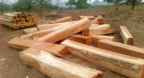 Guinée : la coupe et le transport de bois interdits à partir du 7 juillet prochain