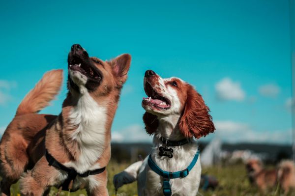 Quand les chiens rapprochent les générations  un été solidaire avec Emprunte mon Toutou