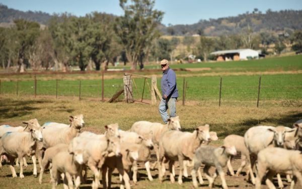 Australie : le secteur de l'élevage et de la viande renonce à ses objectifs climatiques