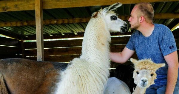 Haute-Saône. Canicule : la ferme pédagogique "Au gré du Pré” annule les visites après 14 h pour le bien-être des animaux et visiteurs